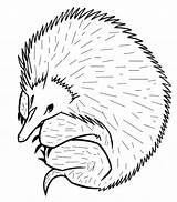 Echidna Designlooter sketch template