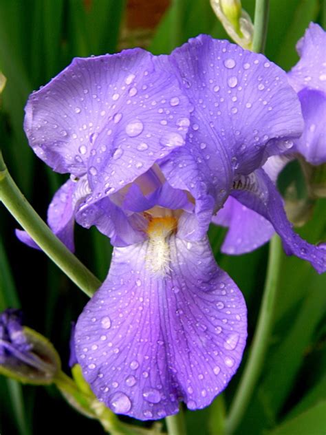 walk   garden  iris obsession