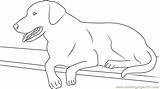 Labrador Hond Labradoodle Coloringpages101 Designlooter sketch template
