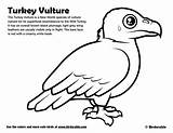 Coloring Vulture Turkey Teacher sketch template