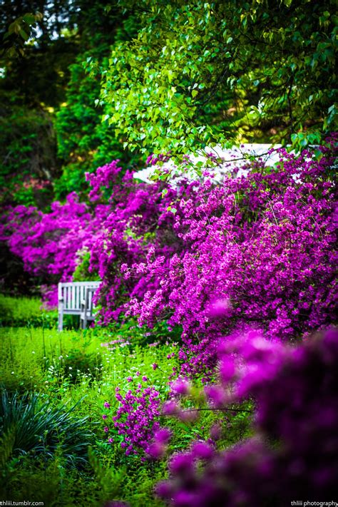 secret garden dream garden purple garden beautiful gardens