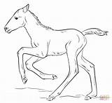 Coloring Foal Pages Drawing Draw Horses Cute Foals Step Running Horse Supercoloring Printable Tutorials Colouring Drawings Sheets Print Popular sketch template