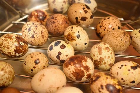 How To Cook Quail Eggs In The Instant Pot — Steemit Quail Eggs
