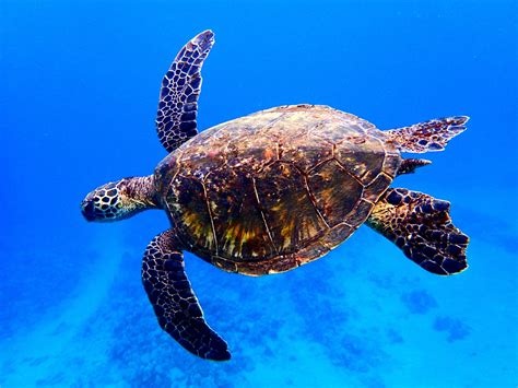 sea turtles  maui facts sea turtle facts sea turtle turtle facts