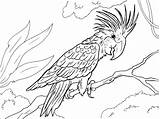 Coloring Macaw Beautiful Pages Wonderful Bird sketch template