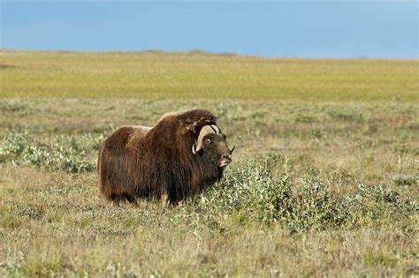 musk ox   alaskan tundra photograph  charles macpherson