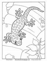Coloring Gecko Pages Tokay Colouring Animal Lizard Creepers Printable Book Goanna Kids Crawly Drawing Color Snake Realistic Sheets Adult Books sketch template