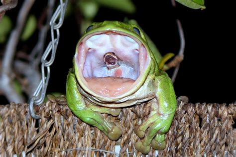 ヘビを丸のみにするカエル、衝撃写真の真相 ナショナルジオグラフィック日本版サイト