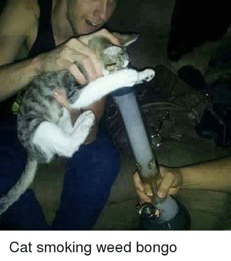 🔥 25 Best Memes About Cat Smoking Weed Cat Smoking Weed Memes