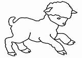 Cordero Lamb Agneau Dibujo Corderos Cordeiro Desenhos Animales Animaux Colorir Pintarcolorir Coloriages sketch template