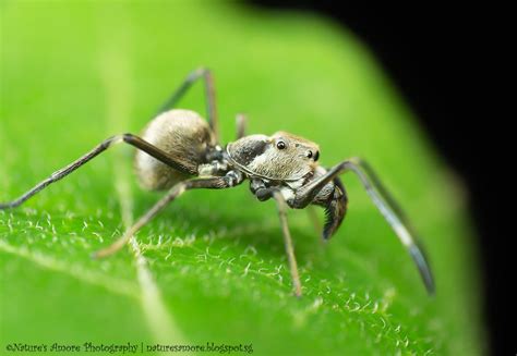 day  project  ant mimicking jumping spider natures amore