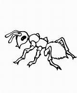 Ant Coloring Pages Ants Kids Printable Drawing Preschool Clipart Colouring Cliparts Color Line Preschoolers Book Clip Kindergarten Library Print Getcolorings sketch template