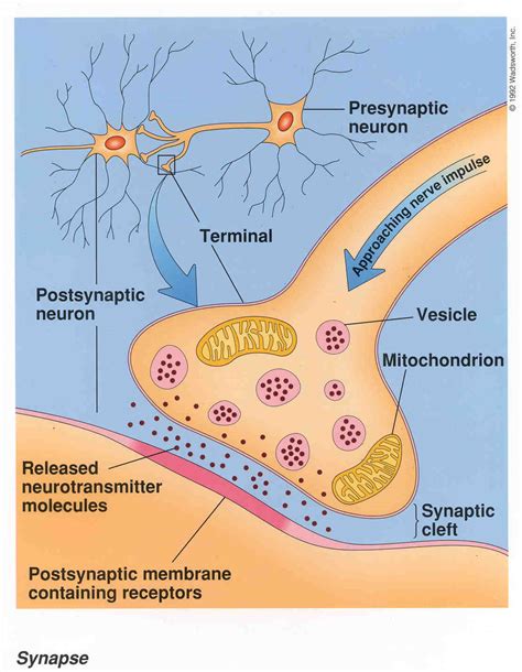 mybiologypal synapse transmission  information