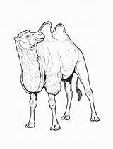 Kleurplaat Kameel Kamelen Chameau Dieren Coloriages Kamele Kamel Ausmalbild Malvorlagen Colorare Unta Mewarnai Animierte Animasi Bergerak Valeska Animaatjes Faune Coin sketch template