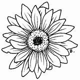 Coloring Daisy Pages Getcolorings sketch template