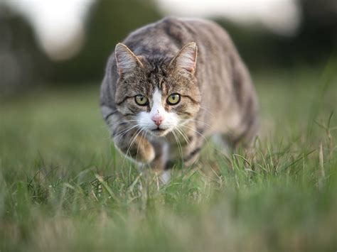 jagdverhalten von katzen verstehen zooroyal magazin