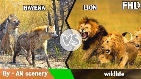 aa aa   hayena  lion wildlife atanscenery youtube