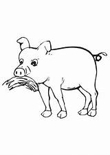 Schwein Fressendes Bauernhof Malvorlagen Heuballen sketch template