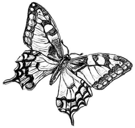 butterflies  draw clipart
