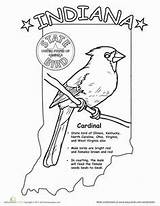 Indiana State Bird Worksheets Coloring Outline Midwest Education Color Pages Science Animals Seal Grade States Choose Board sketch template