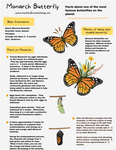 monarch butterfly facts  kids mother  mother blog