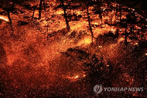 destroying forest yonhap news agency