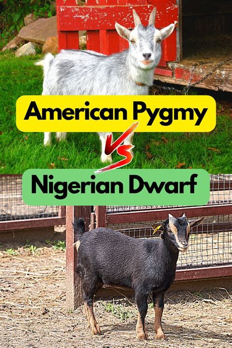 american pygmy goats  nigerian dwarf goats miniature goat benefits