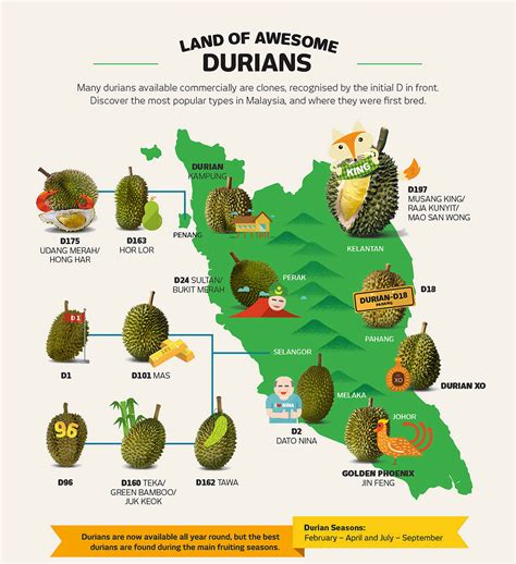 durian info  beginners guide  durian  tourism malaysia
