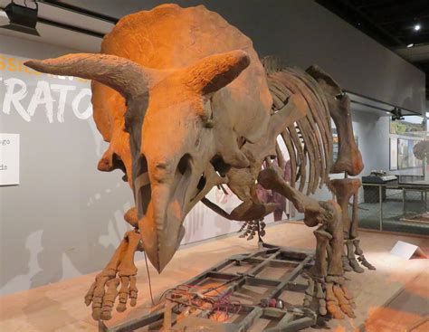 randuwa ii  national museum  natural history  dinosaurs