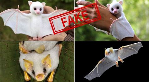 huge bats  phillippines cute pictures  white baby bats   viral