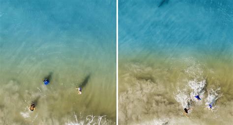 drone   shark show florida photographer  kids   water