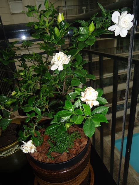 growing jasmine indoors wonderful smelling fragance garden plant