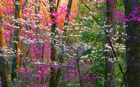 spring forest trees hd nature  wallpapers images backgrounds