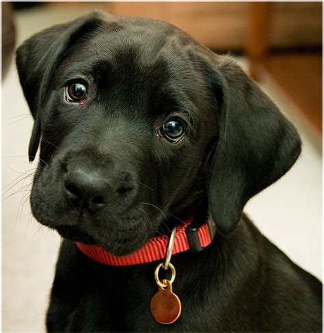 chiot labrador