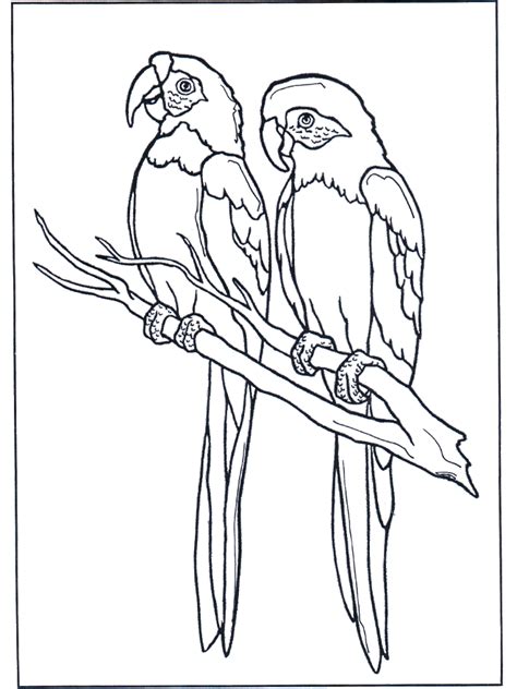 twee aras kleurplaten vogels