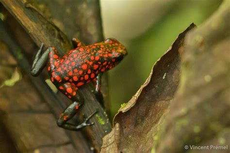 motherly poison frogs shed light  maternal brain
