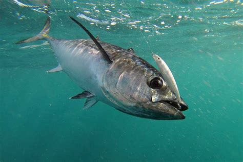 victorias southern bluefin tuna fishery   rise afn fishing outdoors