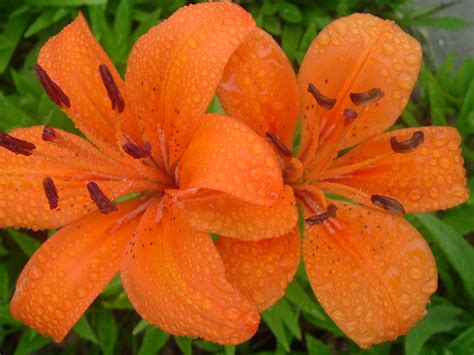 blogblob orange flowers