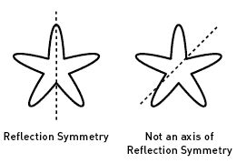 reflection symmetry symmetry photo  fanpop