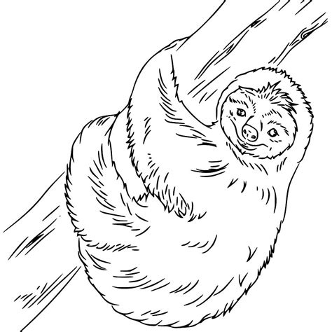 cartoon sloth coloring pages xcoloringscom