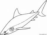 Shark Mako Toro Hai Tiburon Tiburón Coloringall Realistic Designlooter Sharks sketch template