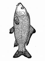 Carp Coloring Pages Fish Color Designlooter Recommended Printable 1000px 78kb Edupics sketch template