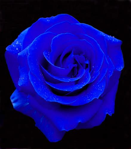 rosa azul joan biarnes flickr