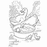 Duck Coloring Pages Ducks Color Eating Cute Grains Printable Sheet Grain Donald Sailor Toddler Will sketch template