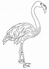 Coloring Pages Flamingo Pink Feathers Feather Bird Wing Color Popular Getcolorings Library Coloringhome Books Colorin sketch template