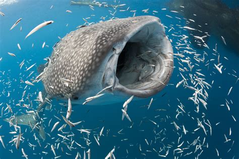 fun facts  whale sharks
