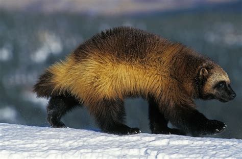 saving wolverines   outdoors