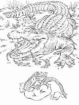 Coloring African Pages Animals Crocodile Realistic Coloringbay sketch template