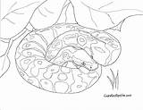 Python Rattlesnake Anaconda Diamondback Königspython Designlooter Snakes Serpent Nuclear Escolha sketch template