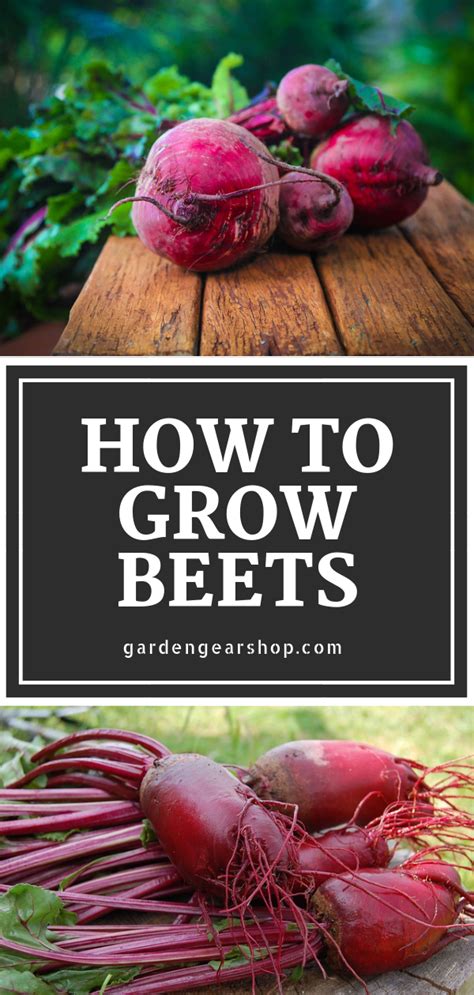 learn   grow beets complete guide grow gardening garden